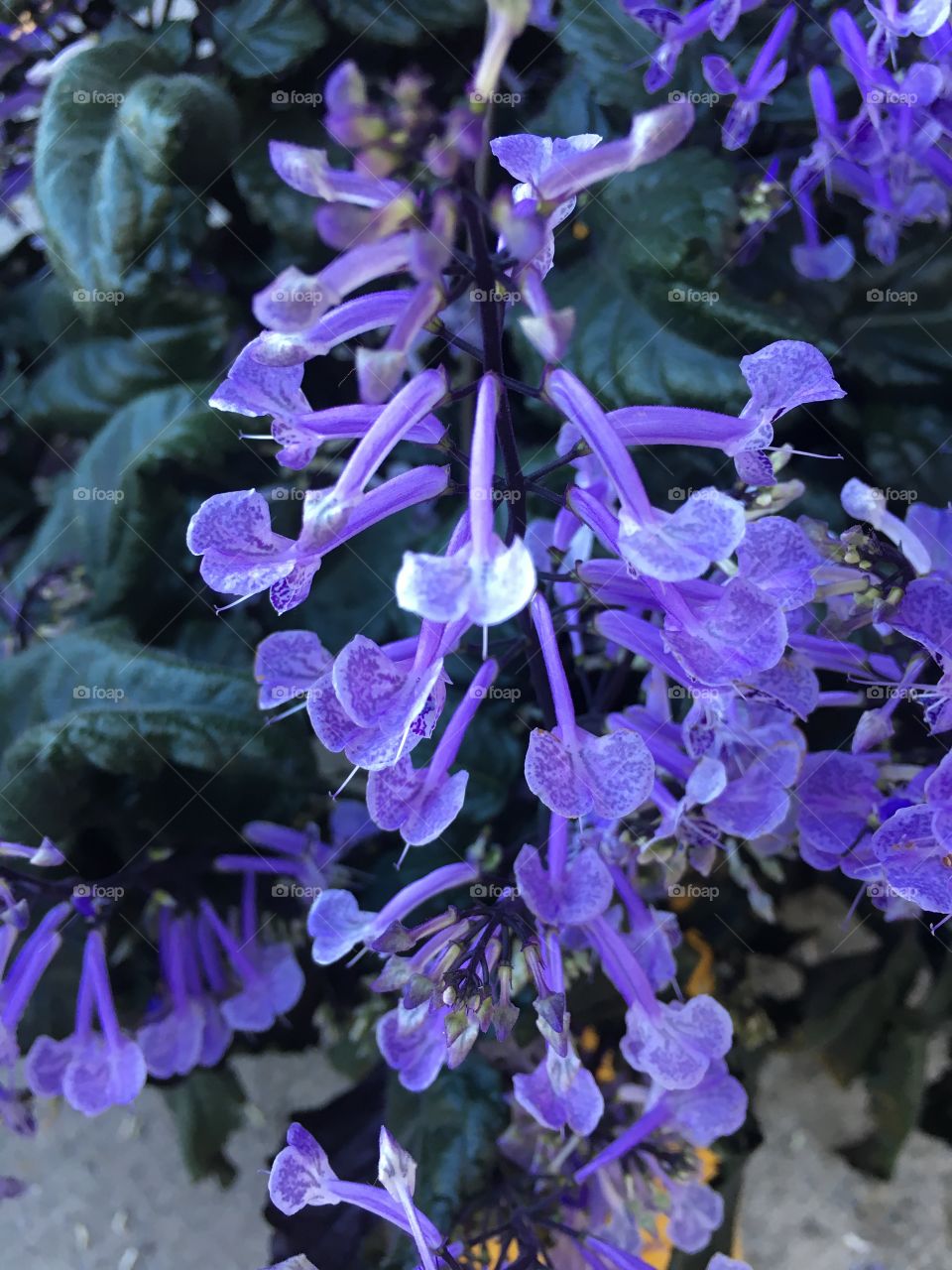 Purple flowers