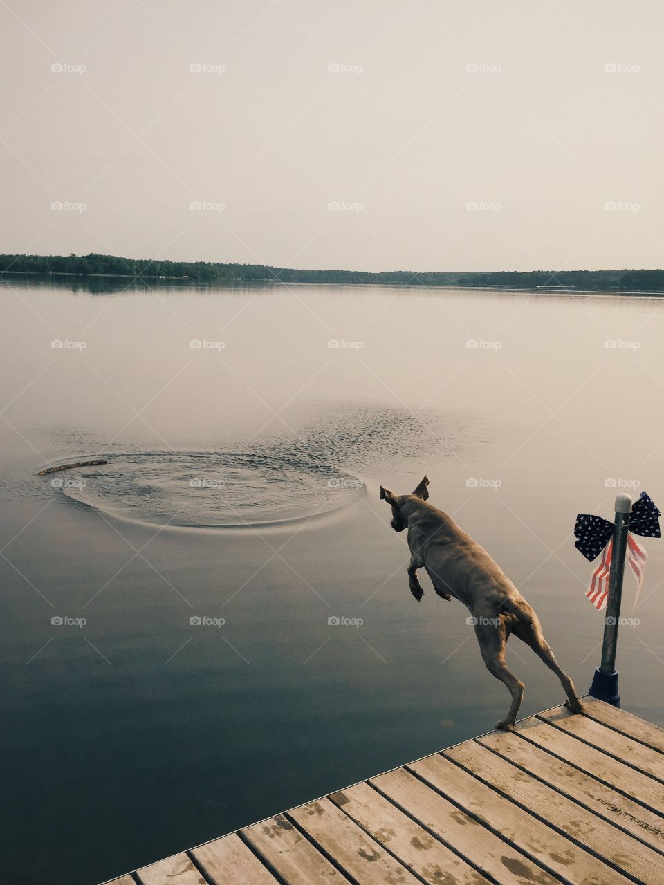 Dog jumping in lake