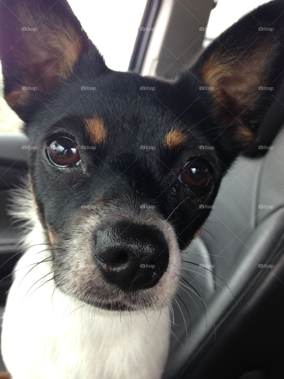 Sweet face. Close up of cute dog