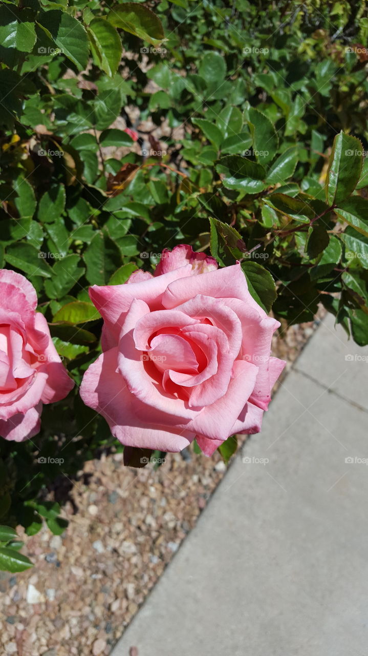 these two blooms