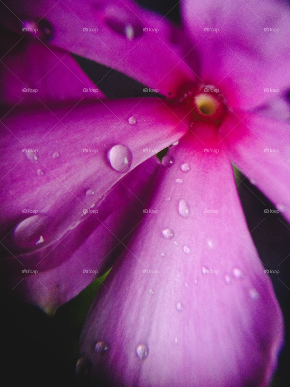 Drops in pink