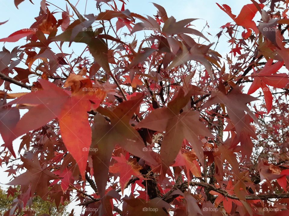 red leaves in autumn