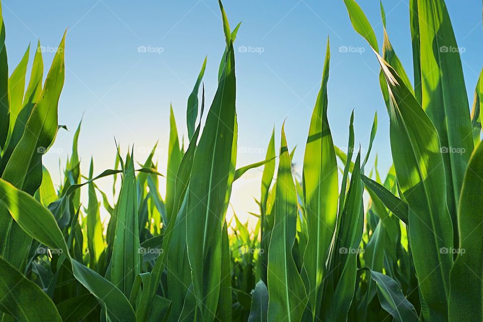 Low angle view of corn crops
