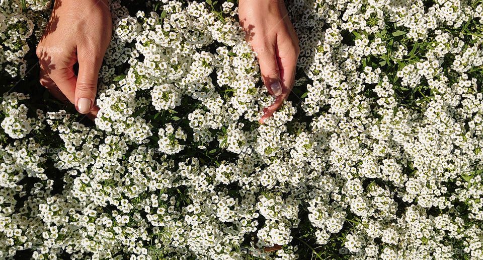 Flowers in the garden 🌼🌼