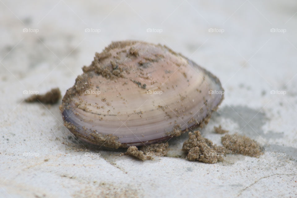 Pismo Beach clams