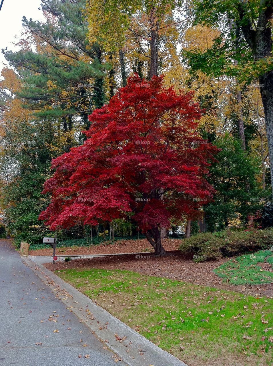 Red tree during the fall.