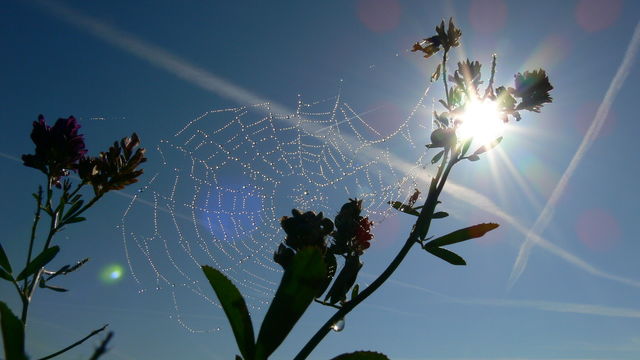 Sonne hinterm Spinnennetz
