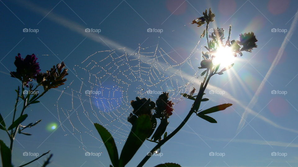 Sonne hinterm Spinnennetz