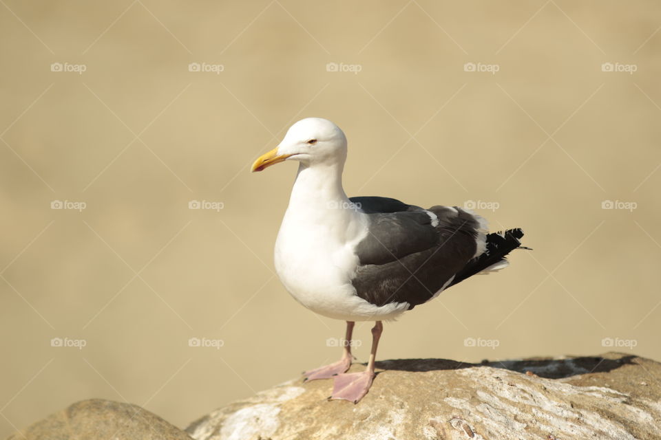 Seagull 