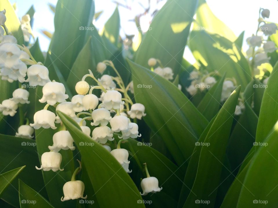 Lily of the Valley. The flower of
May. 