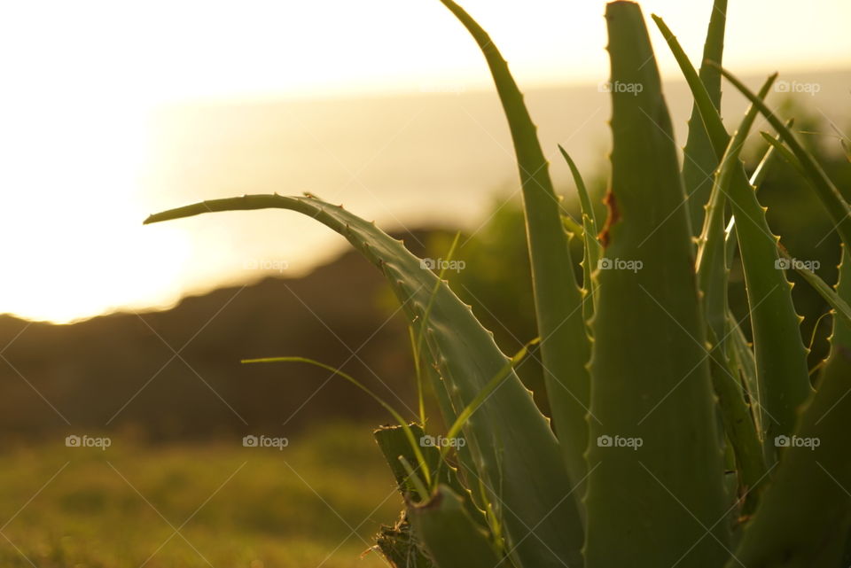 Beautiful aloe Vera plant in the gorgeous Hawaiian sunset light 