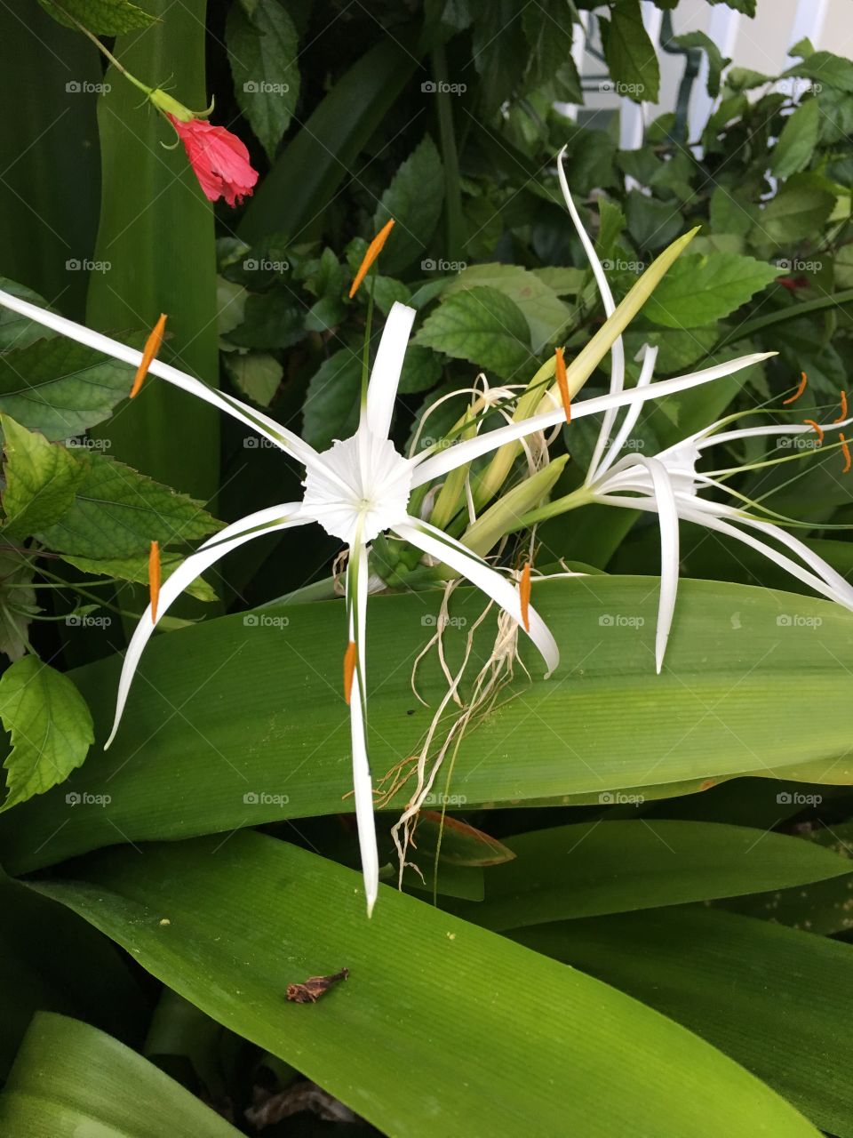 Flower, Flora, Nature, Leaf, Garden