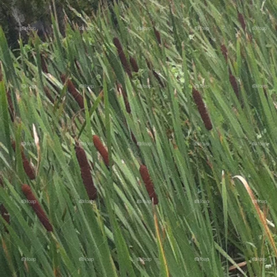 Cattails