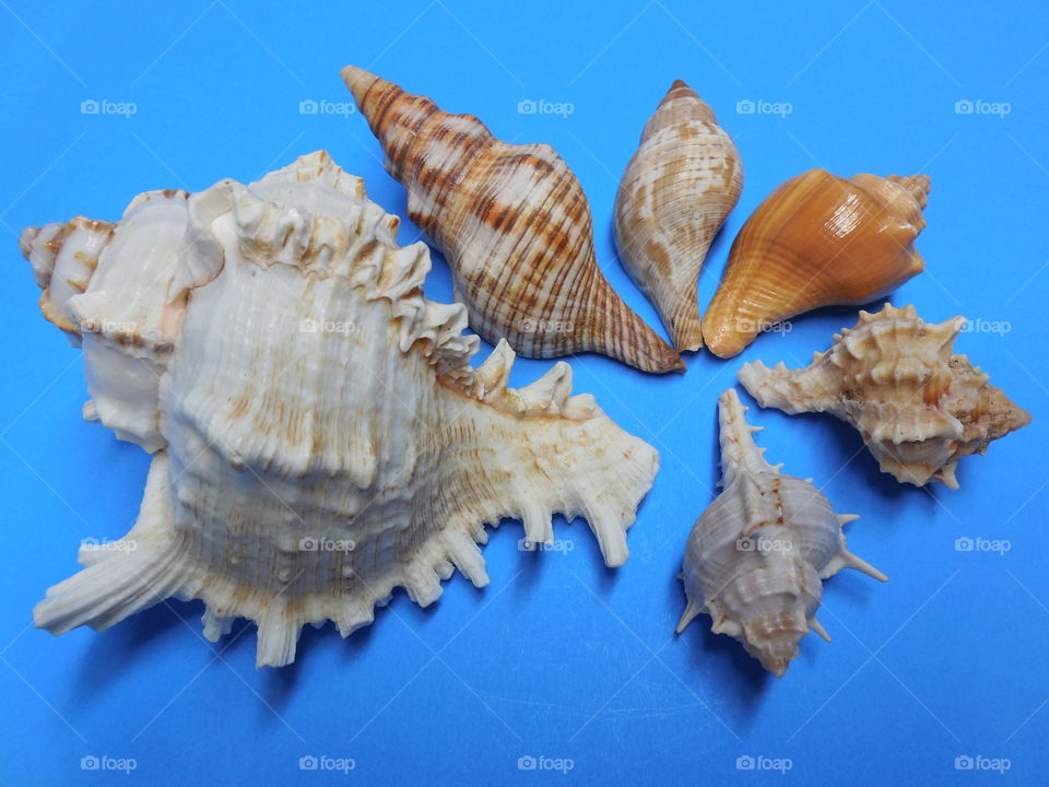Six spiral spindal Conch seashells