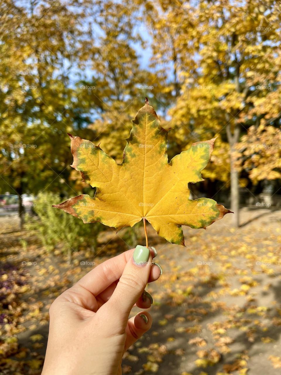 Female hand holds yellow leaf 