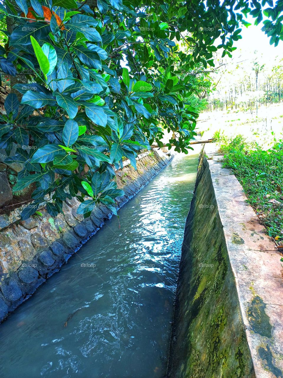 Small river on the edge of the rice fields