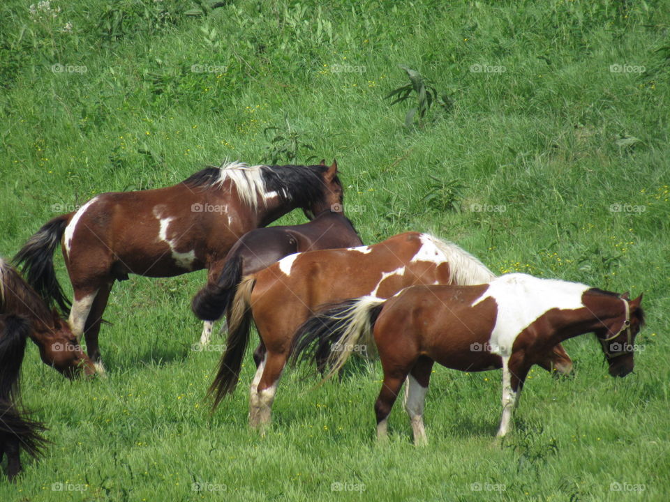 The herd