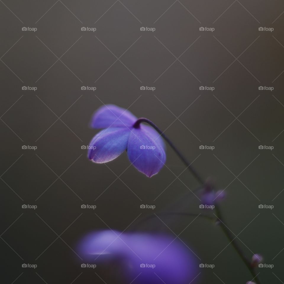 Close-up of purple flower