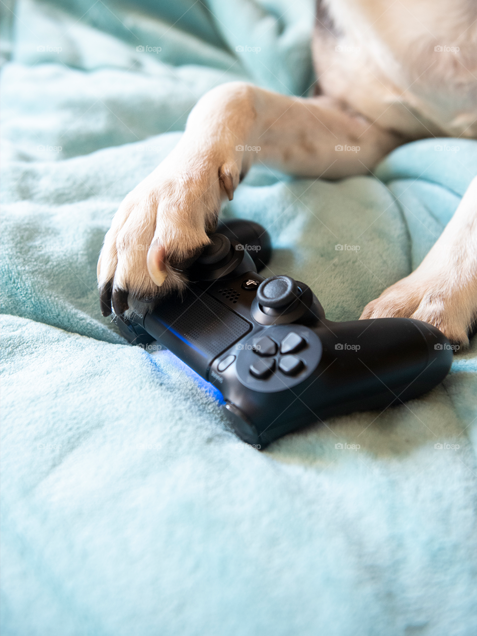 PlayStation 4 control with dog paws