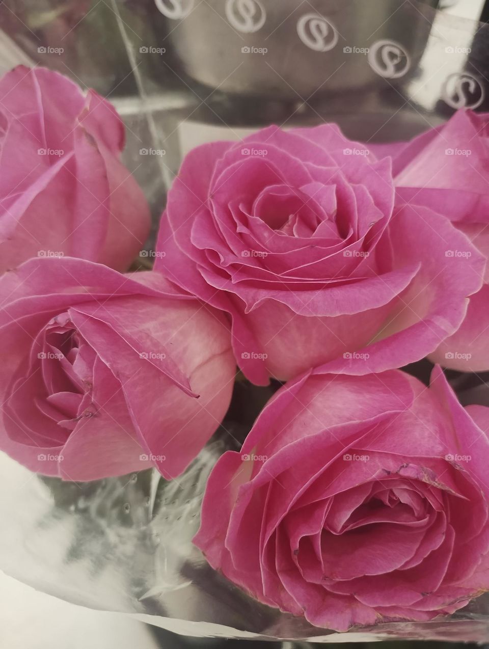 pink roses