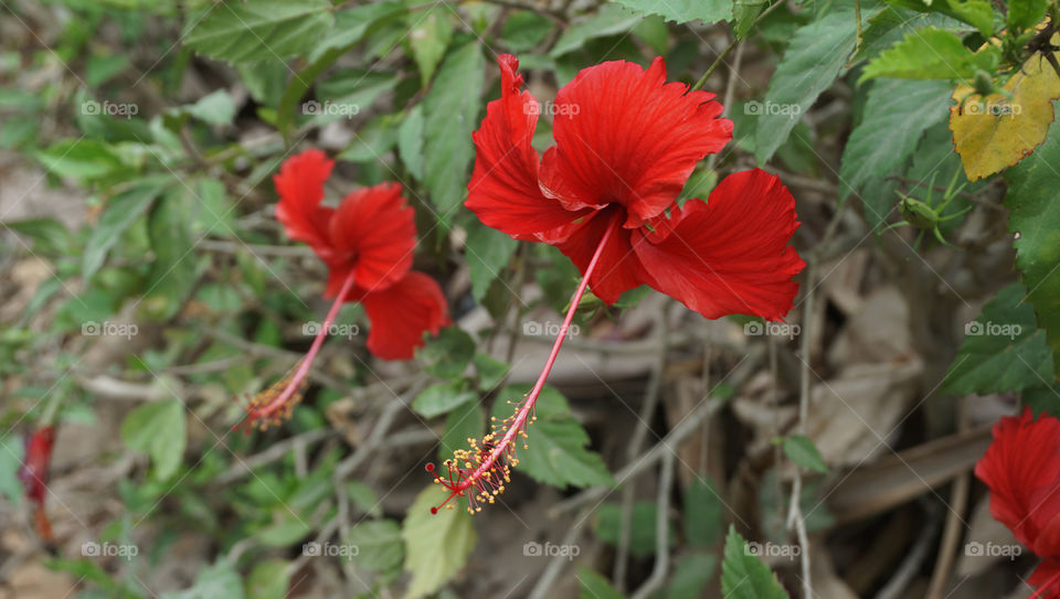 Hibiscus Rosa-Sinensis, Also known as Bunga Raya. In Indonesia, it's named as Bunga Sepatu.