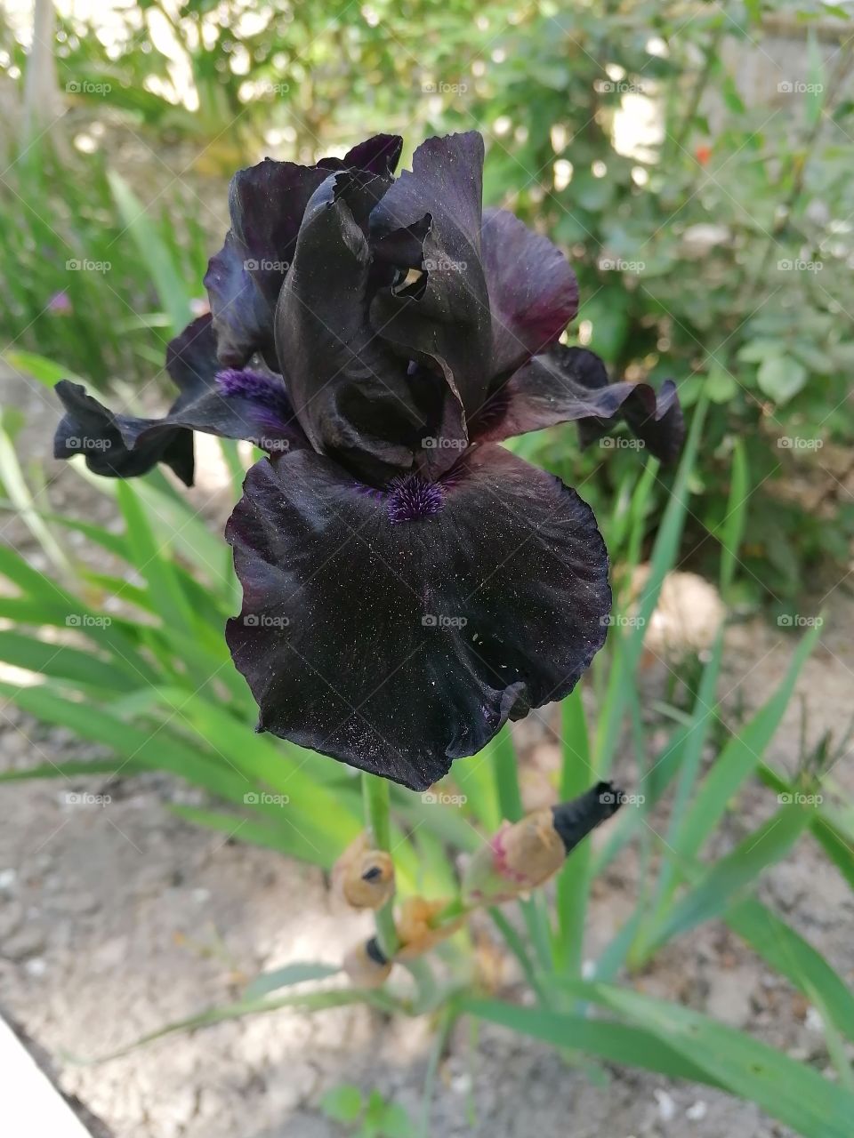 Irises are found on all continents. The genus has about 800 species with a rich variety of shapes and colors.