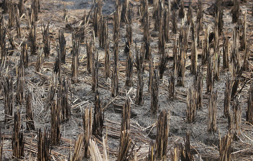 Paddy result of former cutting field. The last result of harvest stage at the field. Lovely lined paddy of the well distancing.
