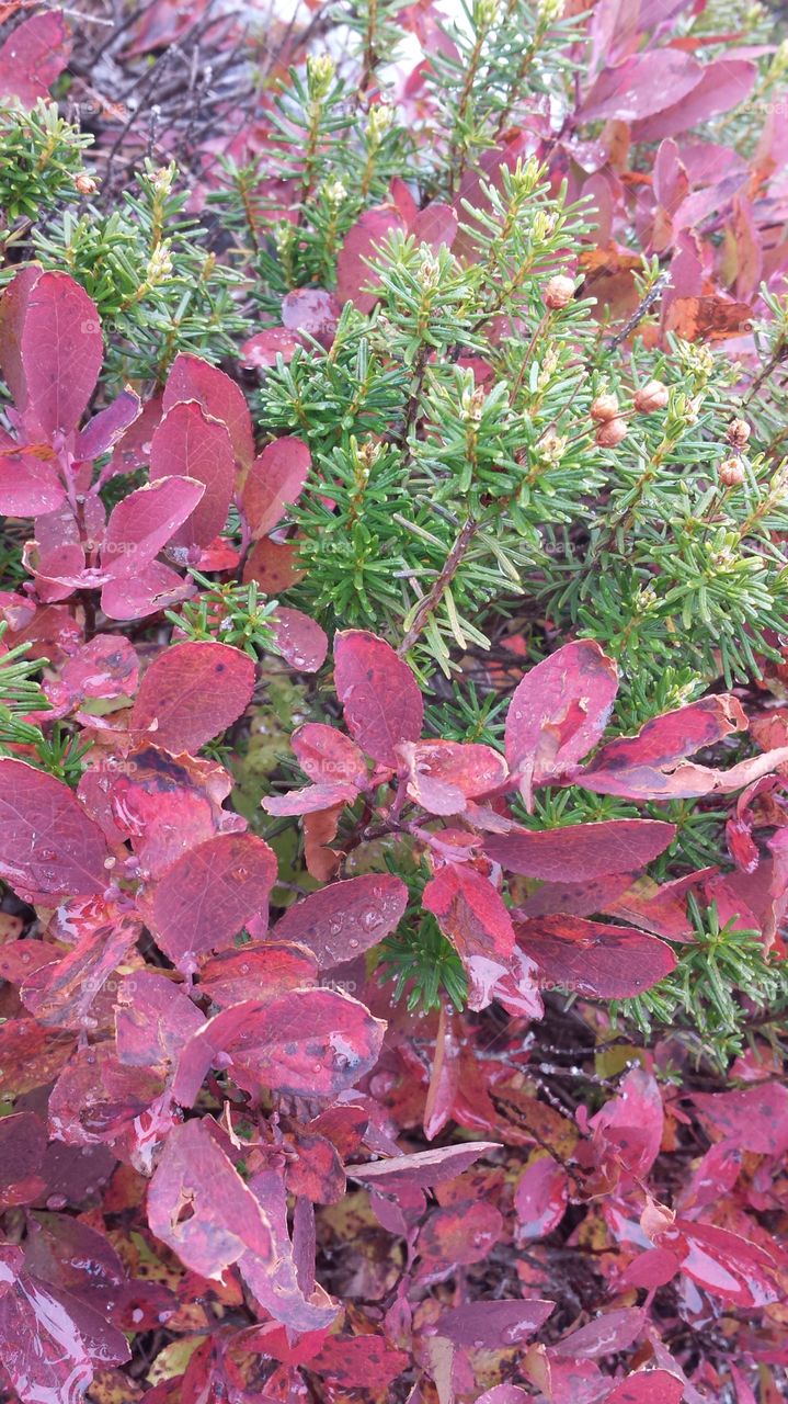 Leaf, Nature, Flora, Garden, Tree