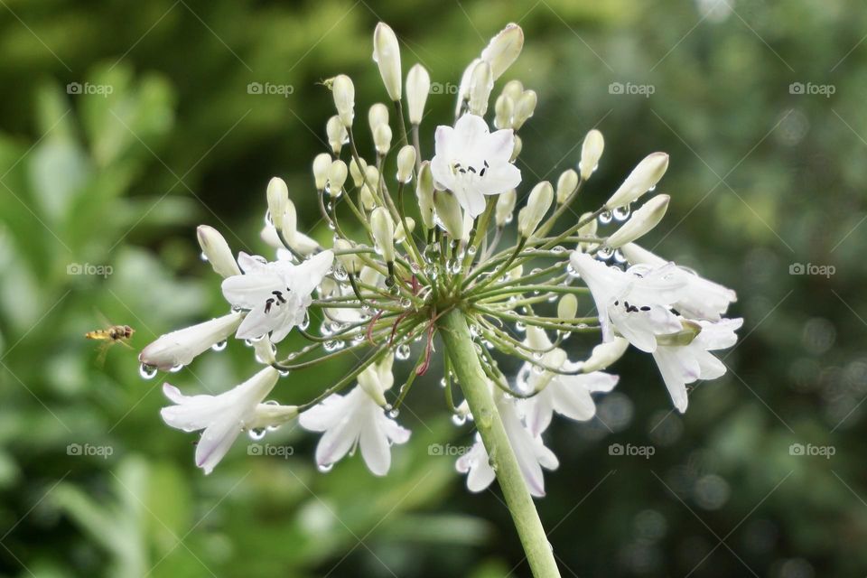 White Agapanthus 