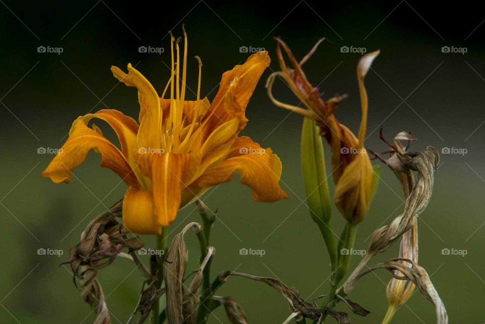 Close-up of aging orange flower