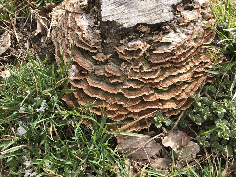 Fungus