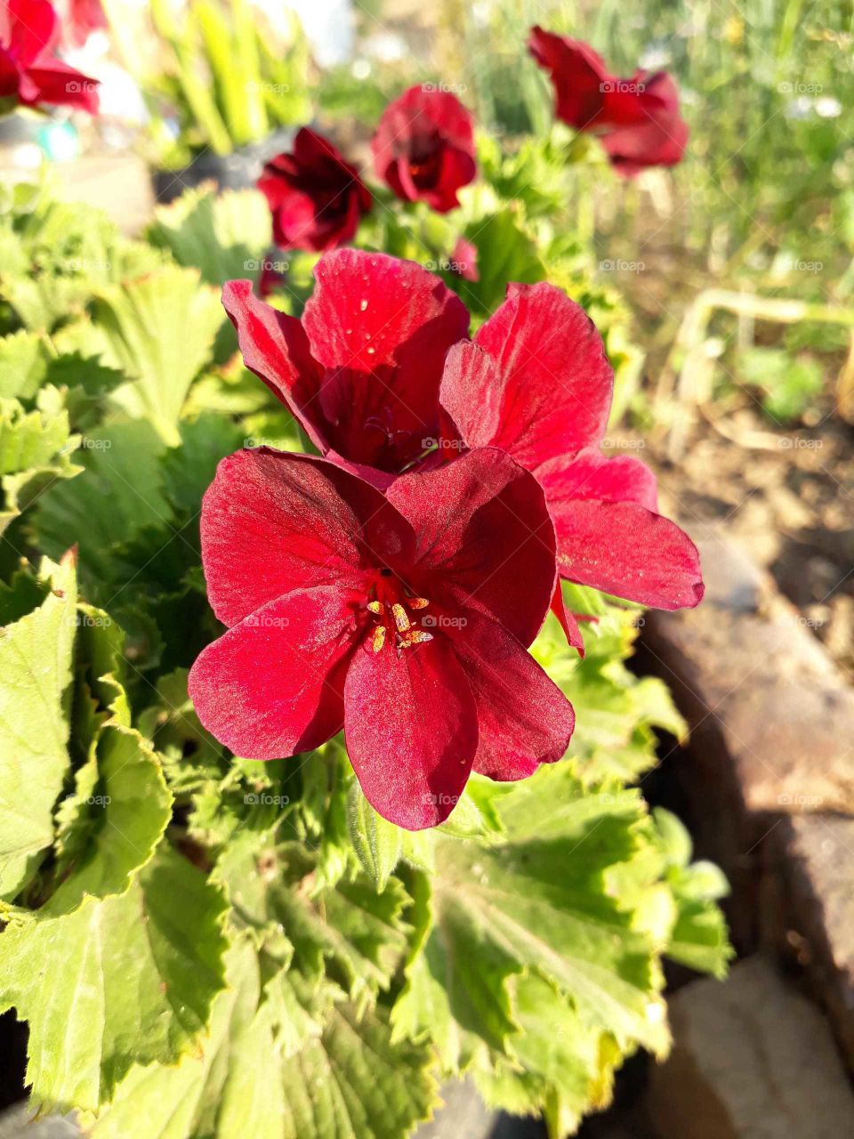 Spring time Primrose