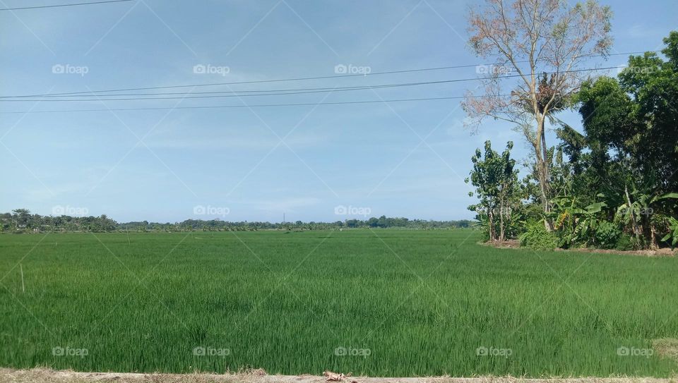 The atmosphere of the rice fields in the countryside