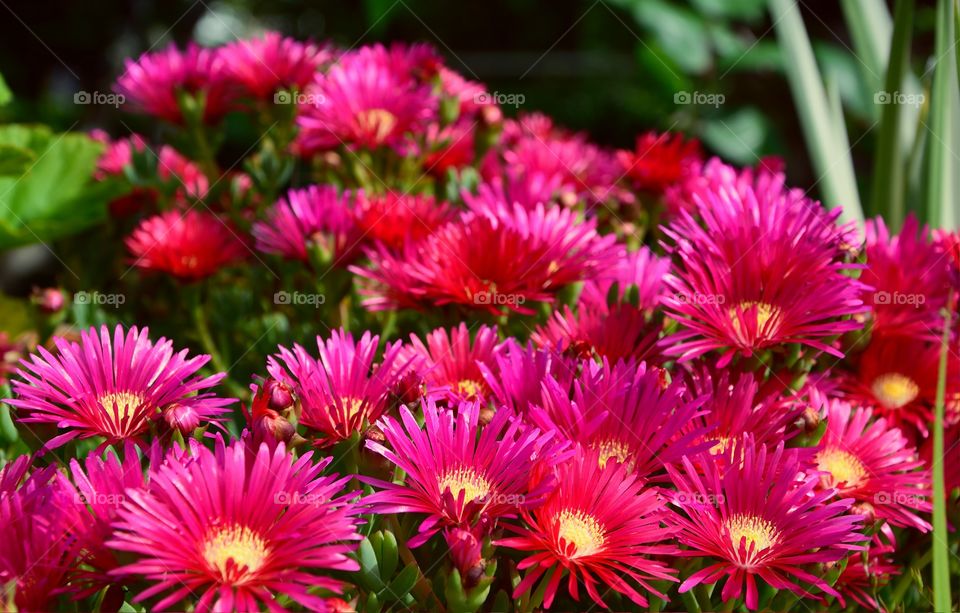 New England aster