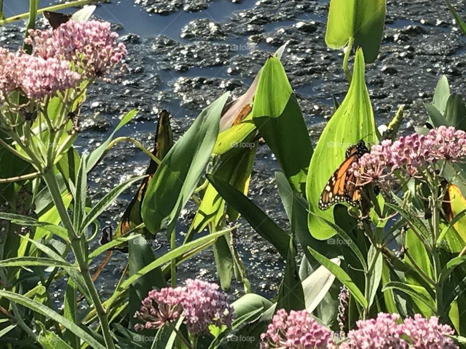 Monarch and flowers by a pond