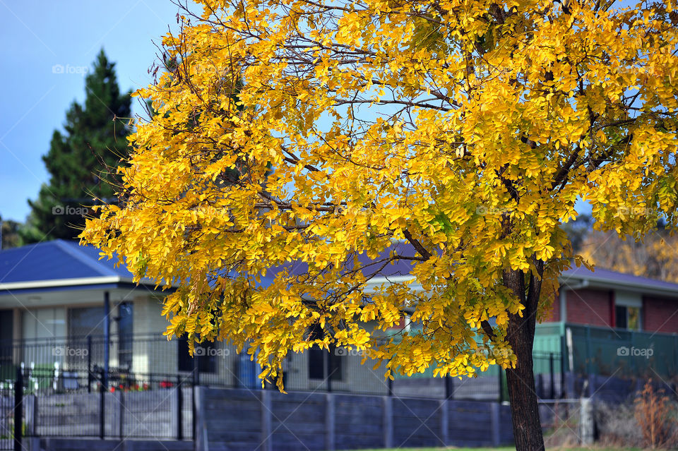 Autumn yellow