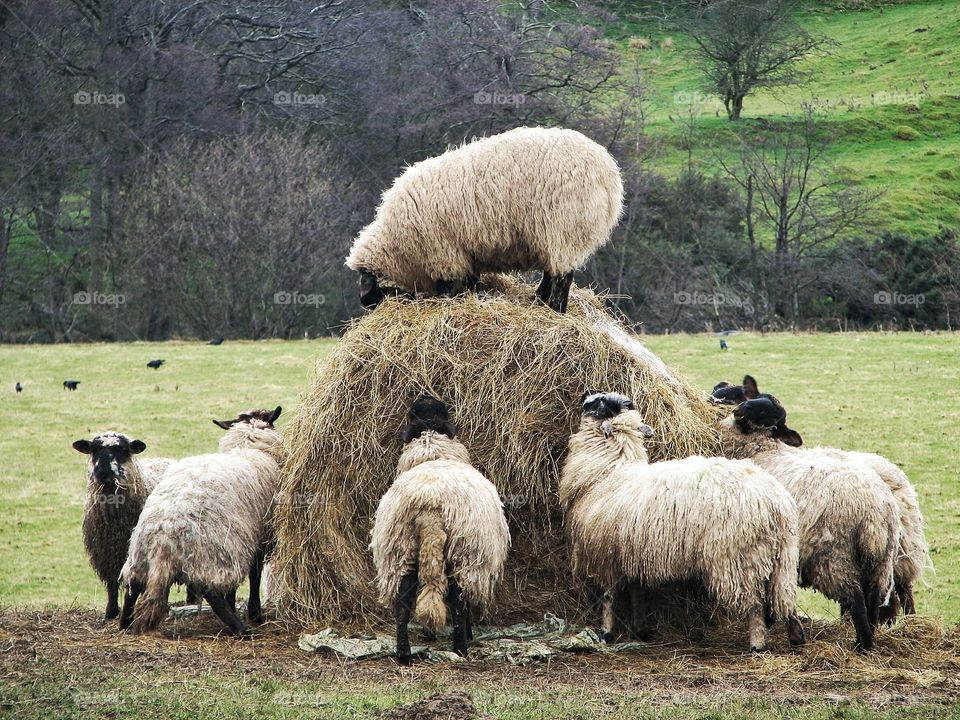 Sheep Feeding Station. A herd of sheep climbing on and eating a large bail of hay in the countryside.