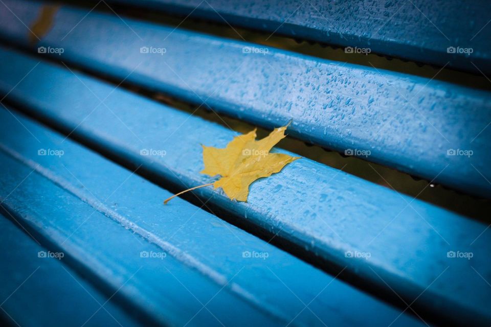 Yellow leave. Yellow leave on blue background