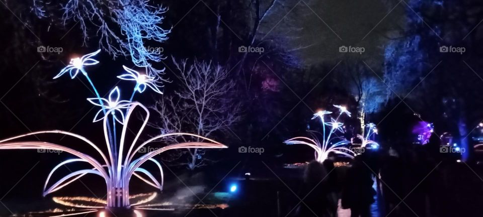 winter lights Festival