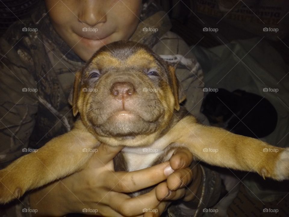 Pitbull Puppy Smile