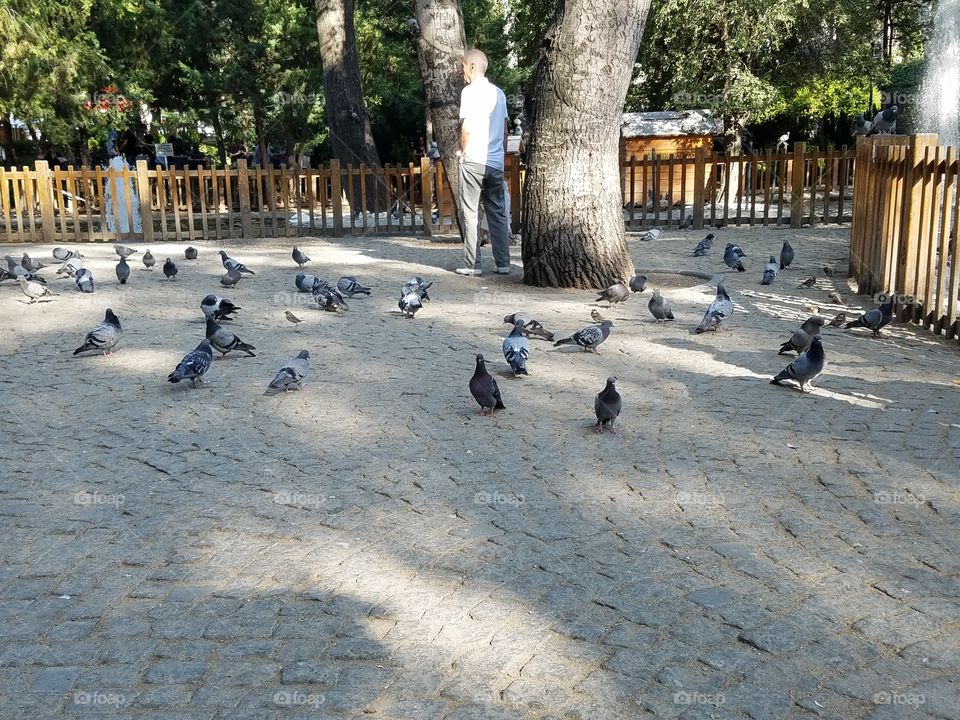 pigeons in kuğlu park in Ankara Turkey