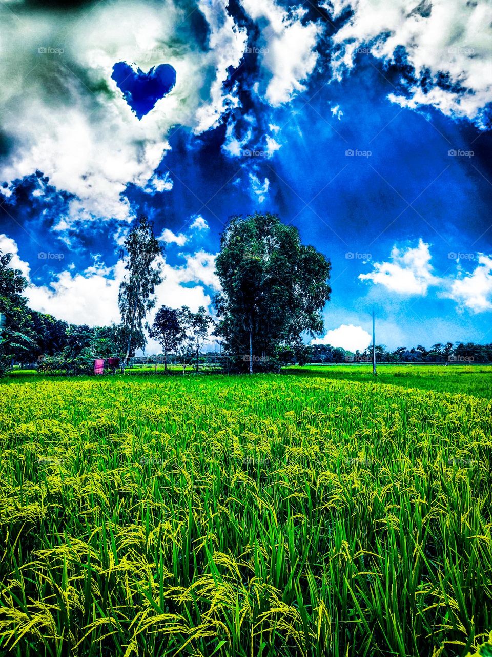 This photo is of our village.  I took this photo with mobile.  In this photo, rice fields are seen below and beautiful clouds are seen above.  In a word, the natural scenery is very beautiful.