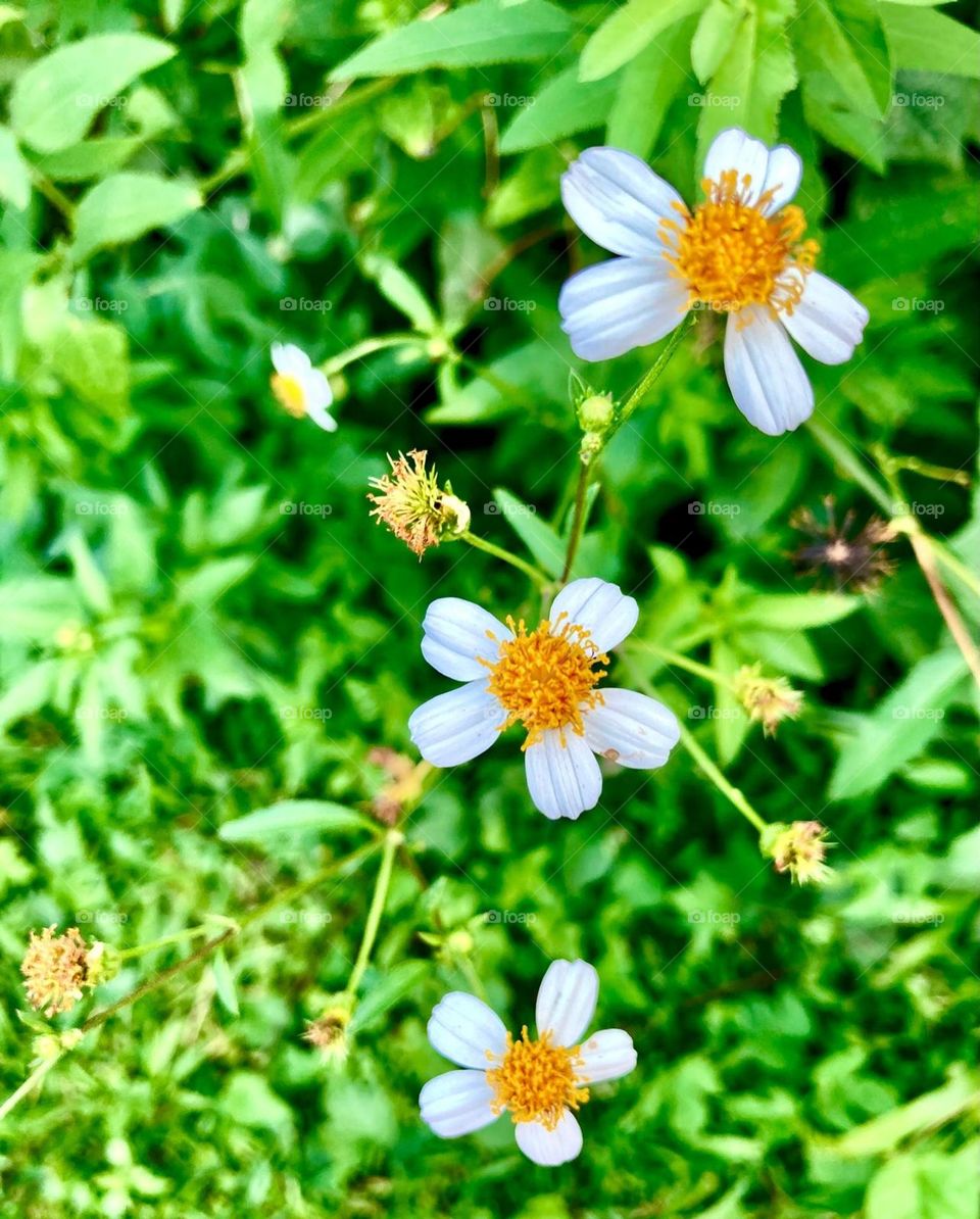 The beautiful small flowers.