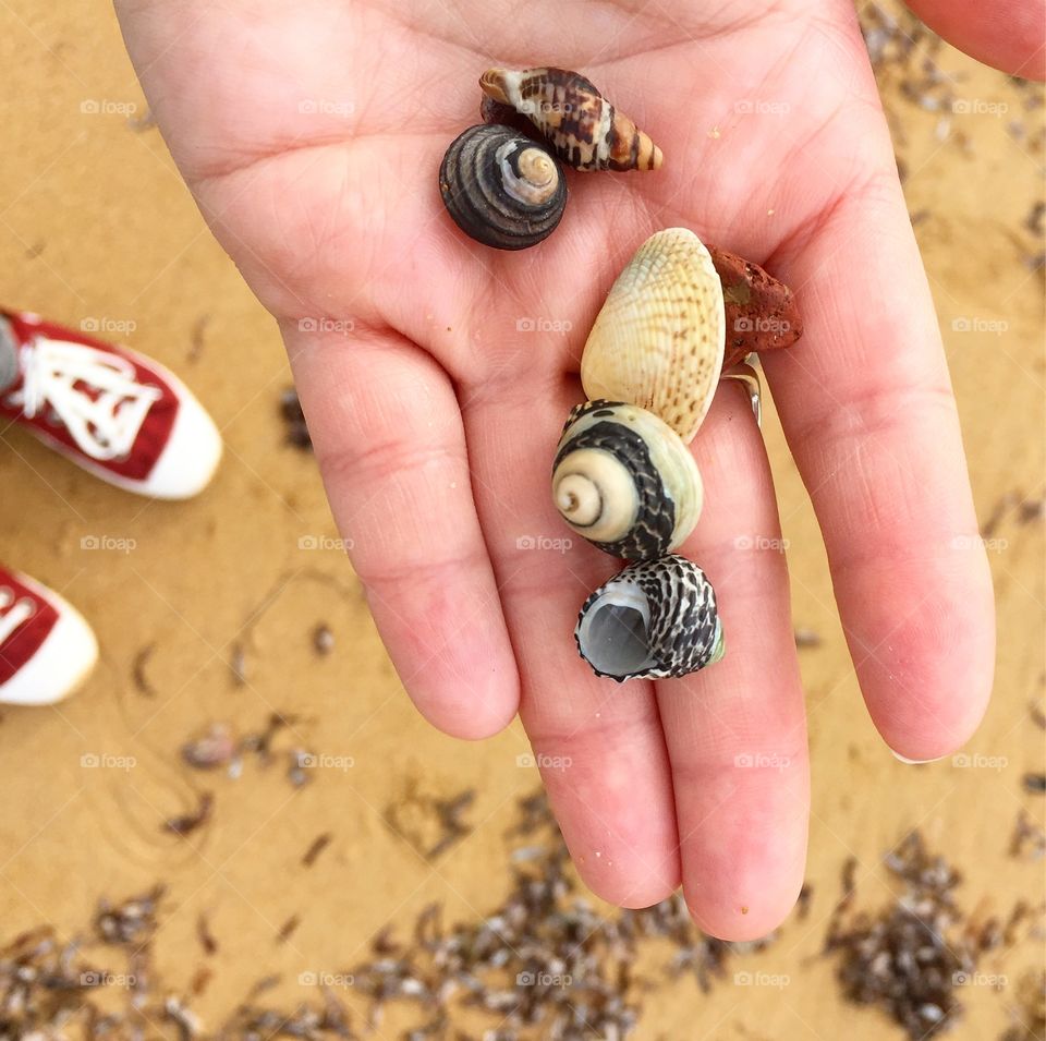 Hand holding tiny shells with sand as background 
