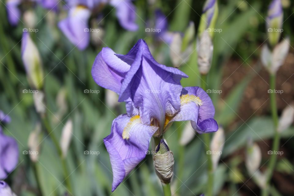 Purple Iris