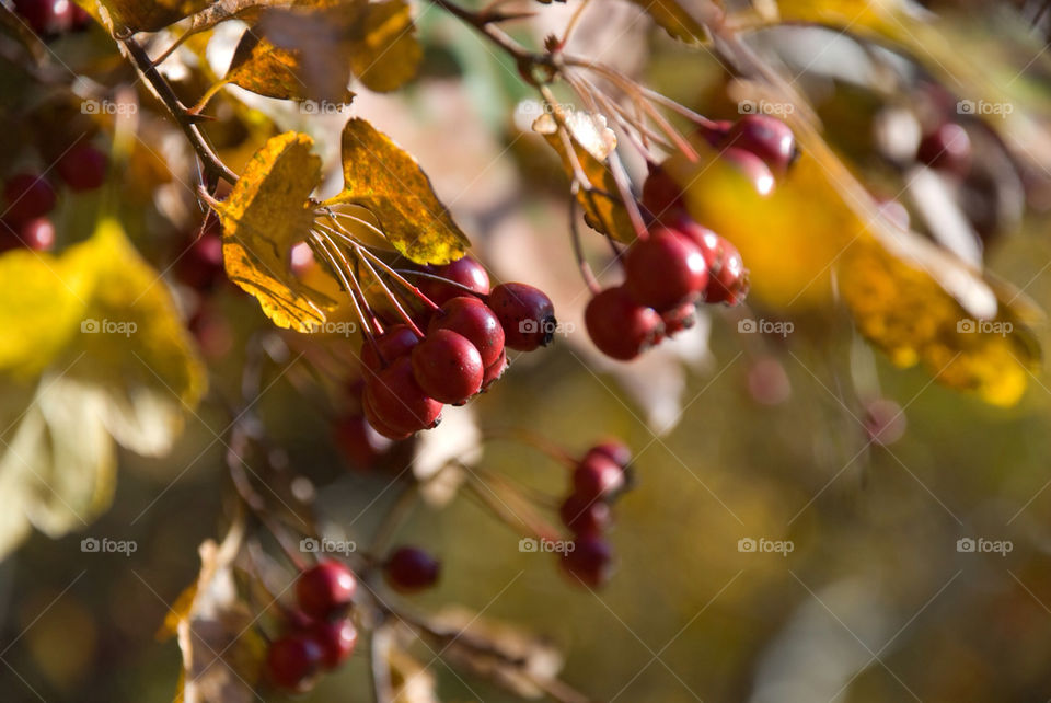 tree sunny leaf fall by jbdc