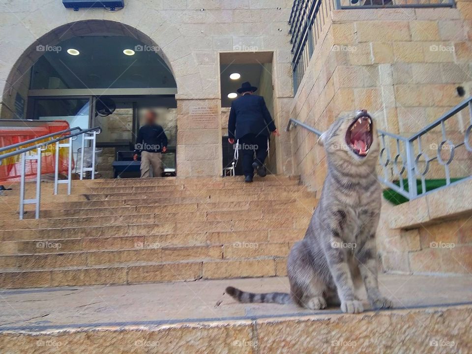 Cat yawning (West Wall, Jerusalem)
