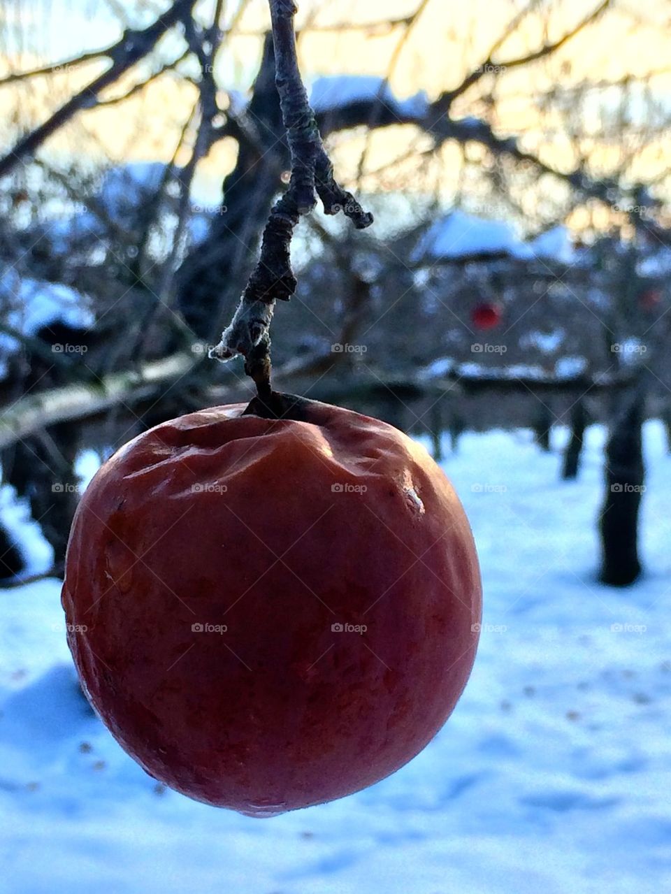Frozen orchard