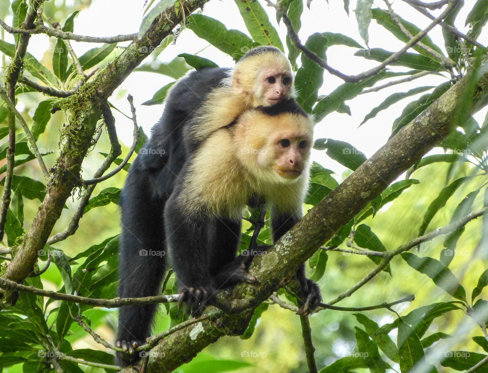 Wild White-faced monkey and baby monkey