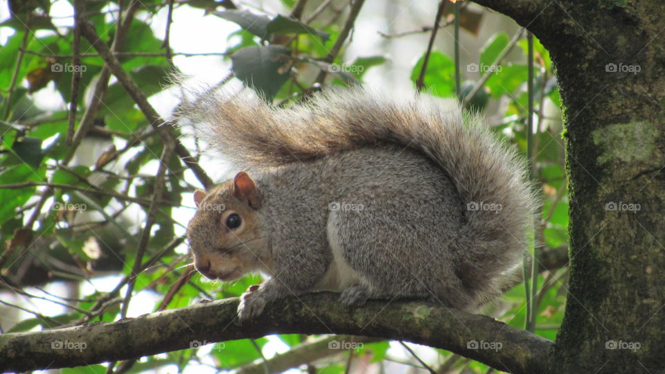 Gray Squirrel
